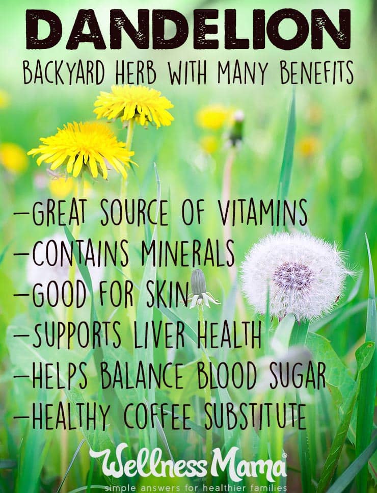 Dandelion - a backyard herb with many benefits