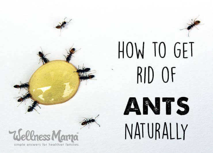 How to get rid of ants naturally