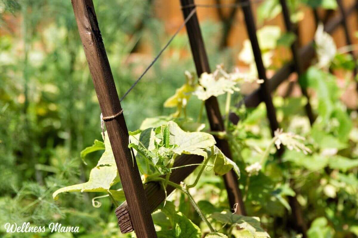How to grow more in less space with vertical gardening