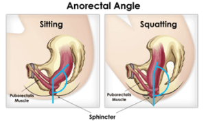 The correct way to poop