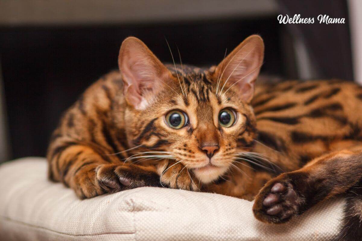 Hercules bengal cat