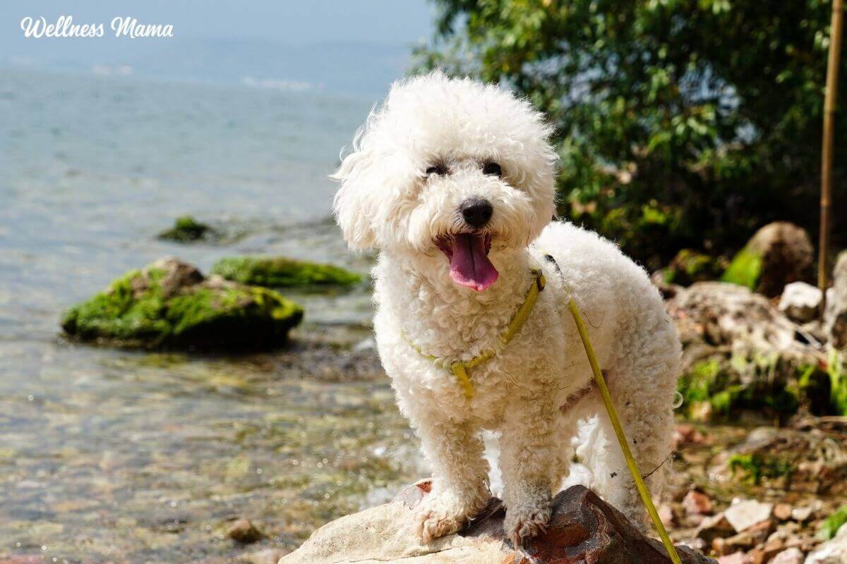 CBD for dog