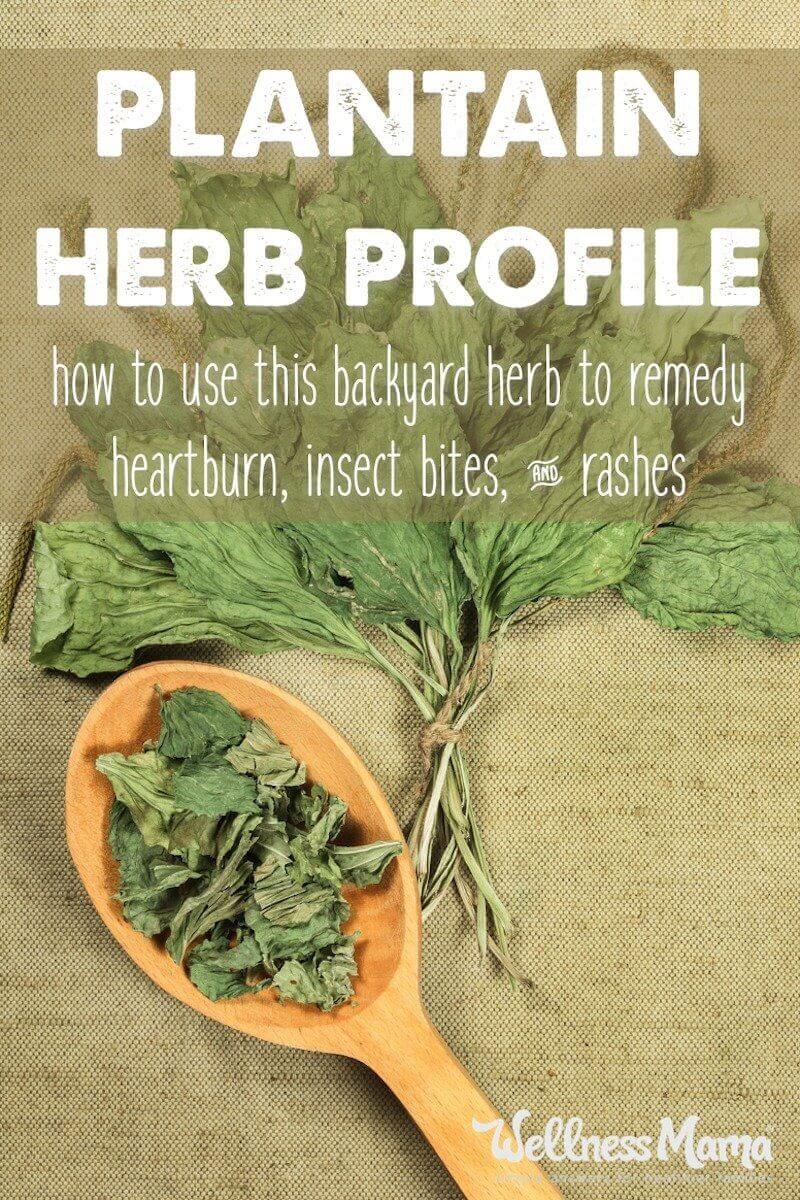 Plantain is a healing herb that probably grows in your backyard! It is helpful for cuts, stings, burns, bruises, infections and more!